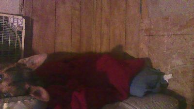 thighwalker — Cam4 stream photo (Apr 2026)