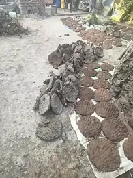 indian_couple4 — Stripchat stream photo (Nov 2025)