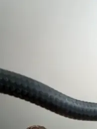 sugar_starr — Stripchat stream photo (Sep 2025)