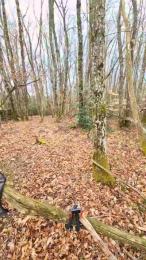 Legtiste — Cam4 stream photo (Mar 2026)