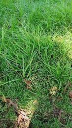 Lindafox99 — Cam4 stream photo (Feb 2026)