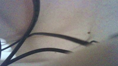 porcellllino — Cam4 stream photo (Aug 2026)