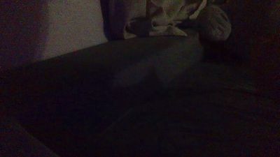 djradio5479xxx — Cam4 stream photo (Apr 2026)