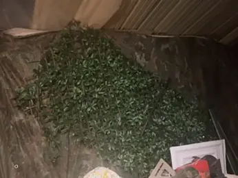 trash4cash — modelo de webcam en línea en stripchat