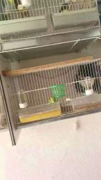 Ismael993 — Cam4 stream photo (Apr 2026)