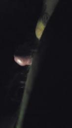 ChubbyRobby2609 — Cam4 stream photo (Apr 2026)