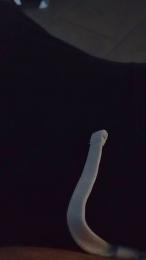 solarere — Cam4 stream photo (Apr 2026)