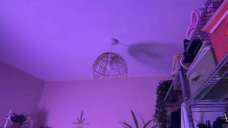 _vixenp — modelo de webcam en línea en stripchat