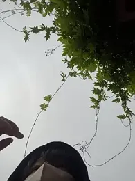 tora3220 — modelo de webcam en línea en stripchat