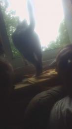 Hasipupp — Cam4 stream photo (Jul 2026)