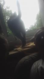 Hasipupp — Cam4 stream photo (Jul 2026)
