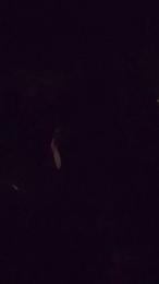 Bigdick95daddy — Cam4 stream photo (Apr 2026)