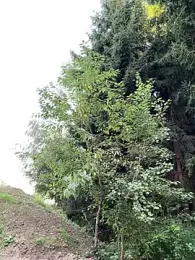 LaraBlond — Stripchat stream photo (Aug 2025)