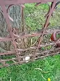 Cuervo_maniaco — Stripchat stream photo (Mar 2026)