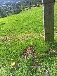 Cuervo_maniaco — Stripchat stream photo (Feb 2026)