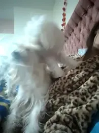 Arabian_magic — Stripchat profile photo