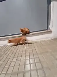 DoroJelinek66 — Stripchat stream photo (Jan 2026)