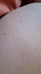 MermaidNTiger — Cam4 stream photo (Apr 2026)