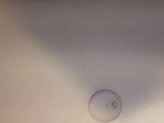 nina-rose — Camsoda recorded stream image, 16.06.2025 15:30