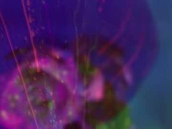 heybanan — Chaturbate recorded stream image, 13.02.2025 19:20