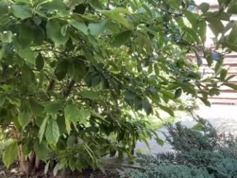 patry333 — Chaturbate recorded stream screenshot (11 Aug 2025)