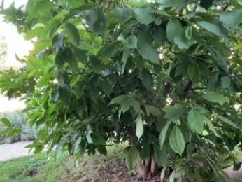 patry333 — Chaturbate recorded stream screenshot (16 Aug 2025)