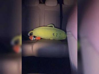 KatyKatS — Bongacams recorded stream screenshot (29 Aug 2025)