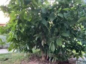 patry333 — Chaturbate recorded stream screenshot (04 Sep 2025)