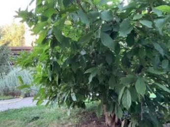 patry333 — Chaturbate recorded stream screenshot (08 Sep 2025)