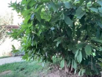 patry333 — Chaturbate recorded stream screenshot (15 Sep 2025)