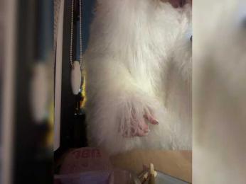 Tvoyasamka77 — Bongacams recorded stream image, 21.12.2025 17:40