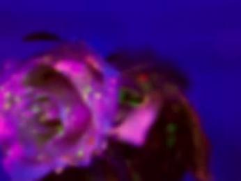 heybanan — Chaturbate recorded stream screenshot (15 Feb 2026)