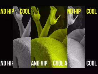 Taanni — Bongacams recorded stream image, 02.02.2025 23:10