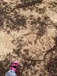 i_fatme — Stripchat recorded stream screenshot (18 May 2025)